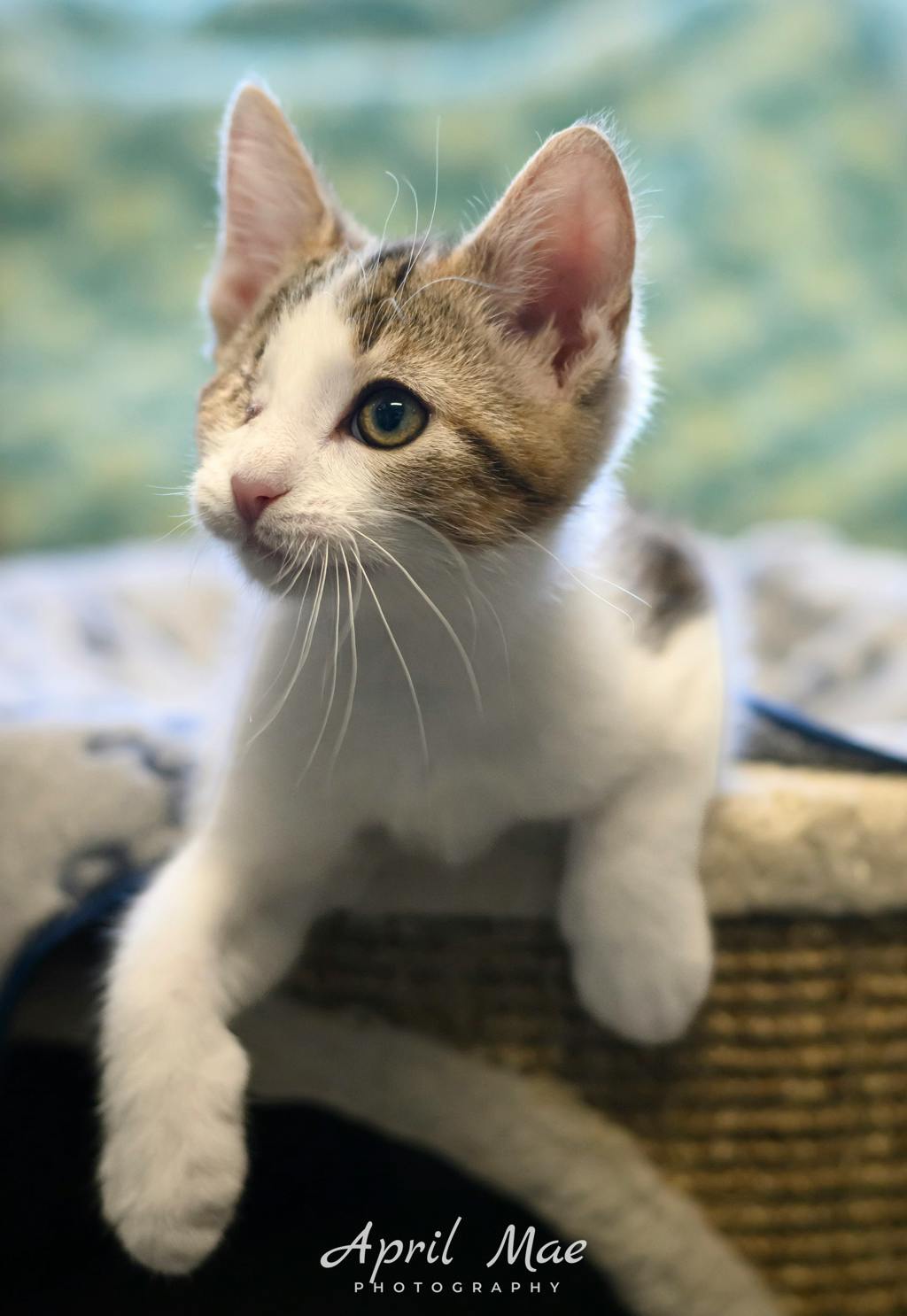 Sassy, a 11 weeks old Brown Tabby Male Domestic Medium Hair Kitten