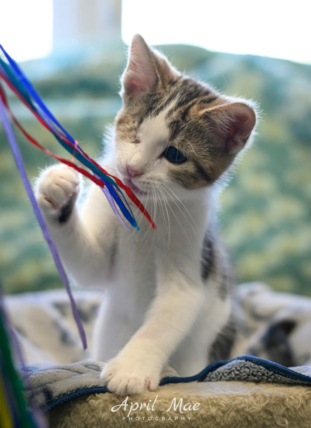 Sassy, a 11 weeks old Brown Tabby Male Domestic Medium Hair Kitten