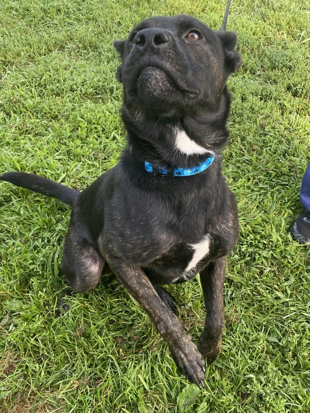 Ace, a 1 year and 1 month old Black Male Australian Cattledog Dog