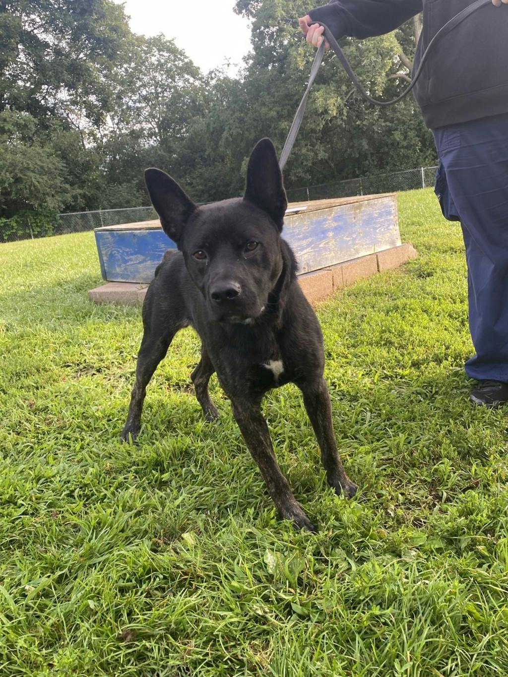 Ace, a 1 year and 1 month old Black Male Australian Cattledog Dog