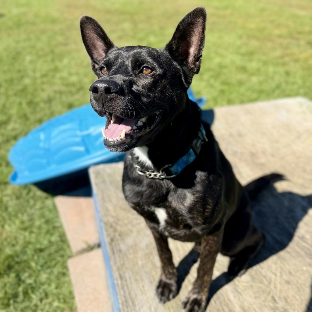 Ace, a 1 year and 1 month old Black Male Australian Cattledog Dog