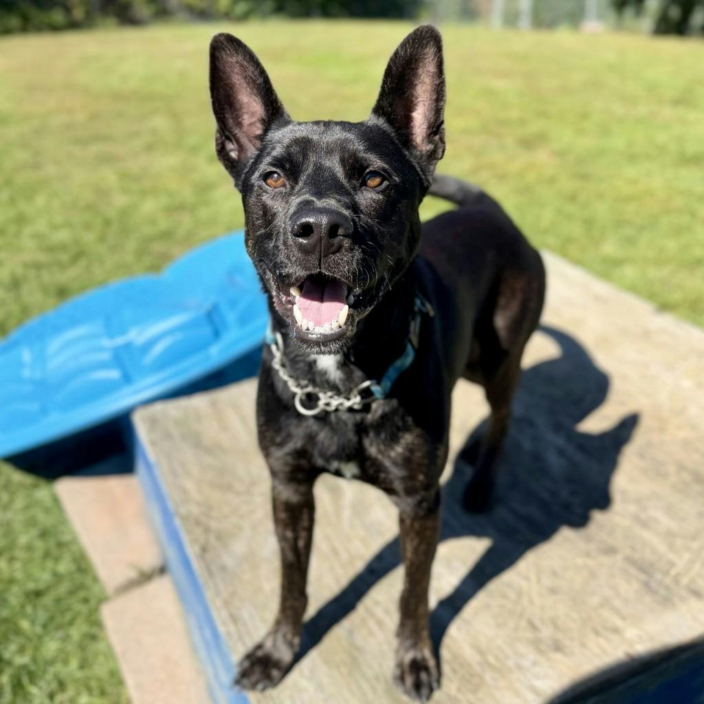 Ace, a 1 year and 1 month old Black Male Australian Cattledog Dog