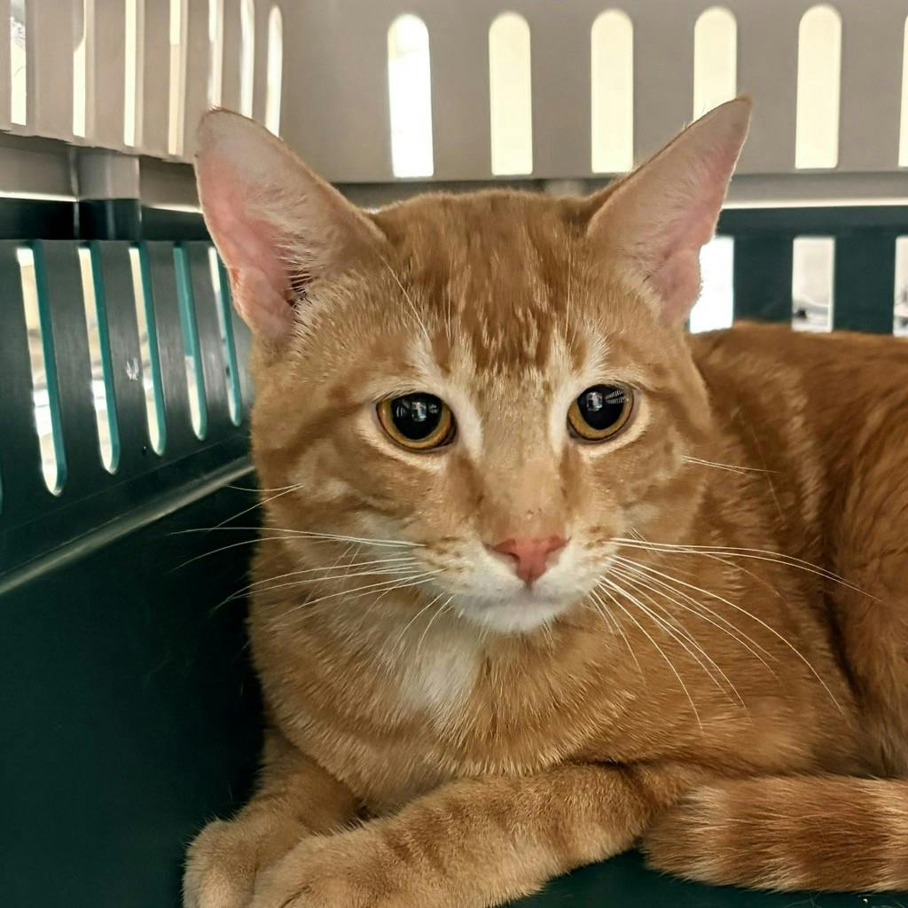 Seth @ Huntsville Pet Smart Image