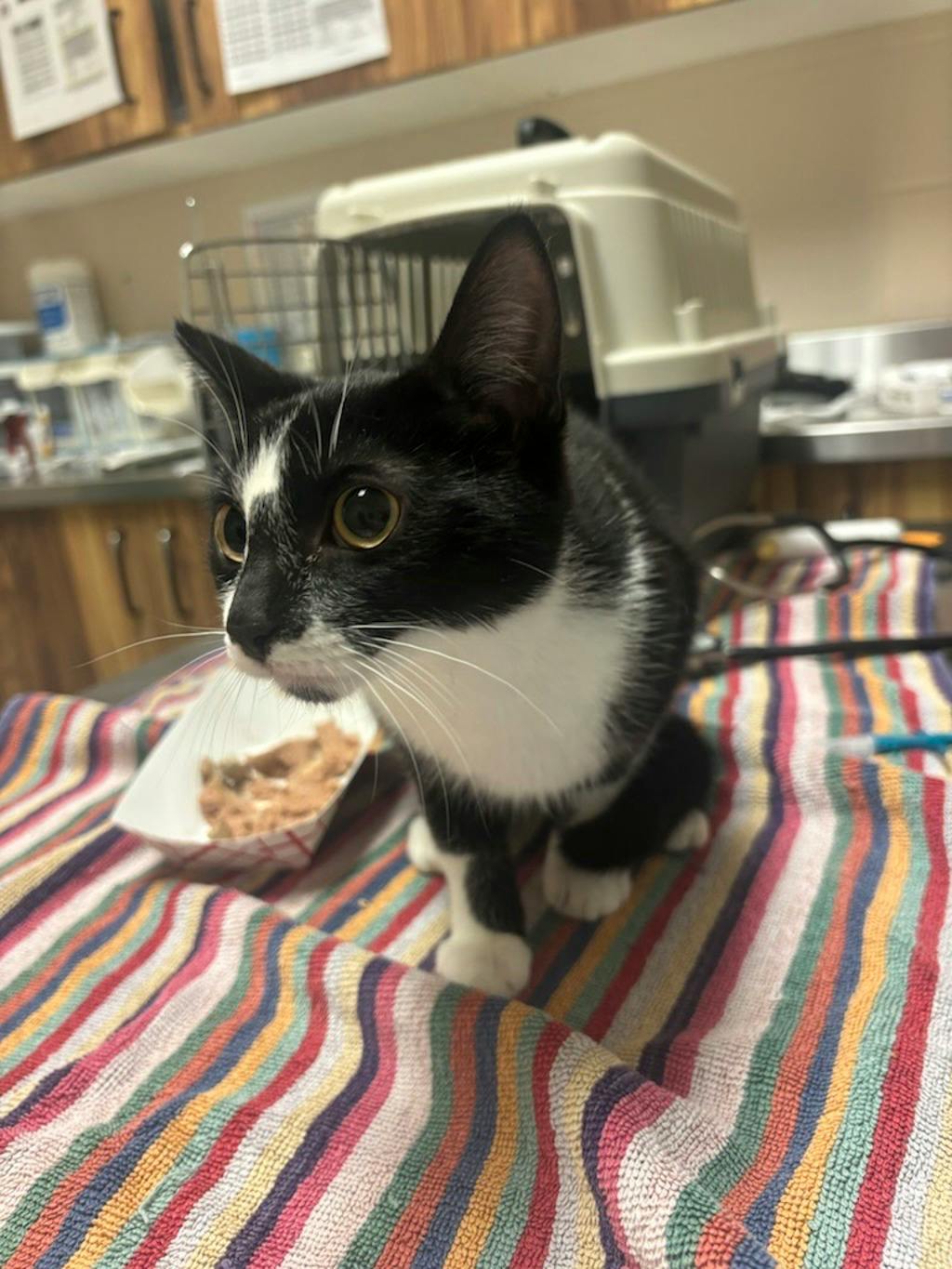 Egypt @ Huntsville Pet Smart Image