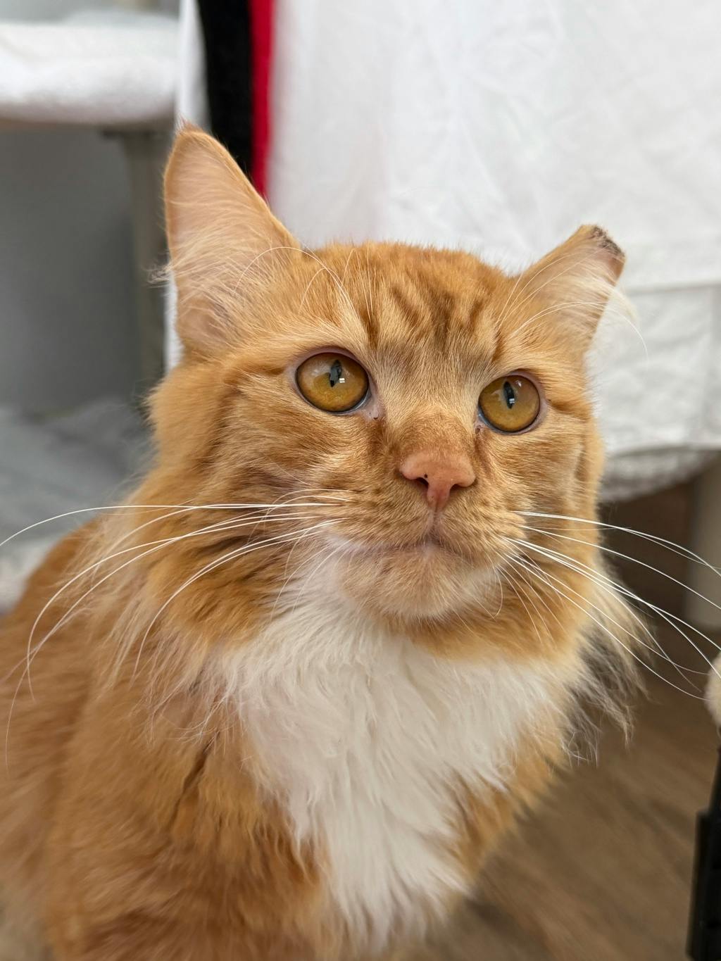 Roger, a 1 year and 6 months old Orange Male Domestic Longhair Cat