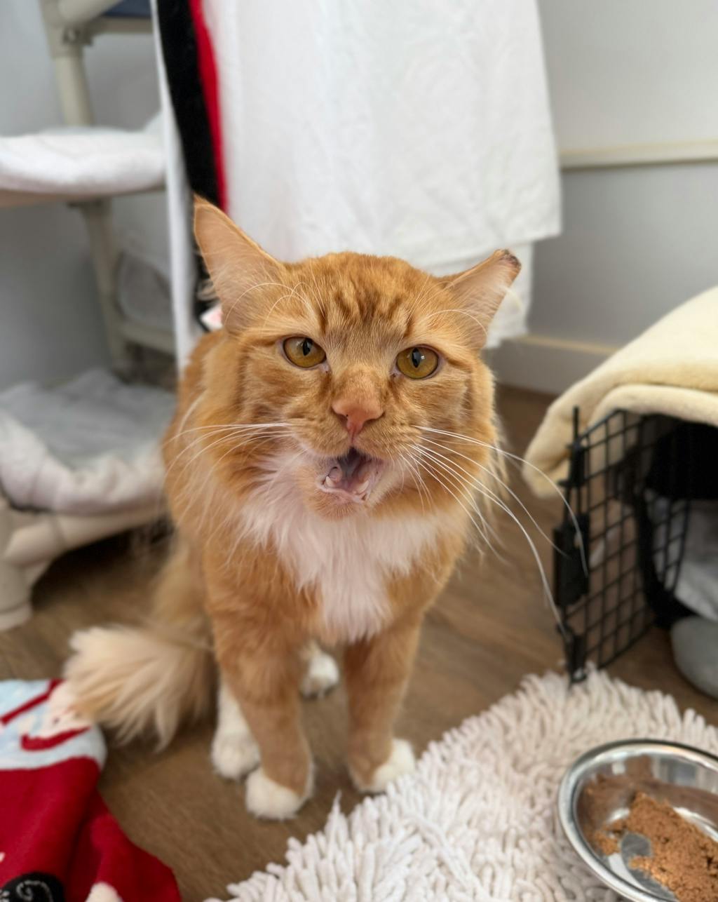 Roger, a 1 year and 6 months old Orange Male Domestic Longhair Cat