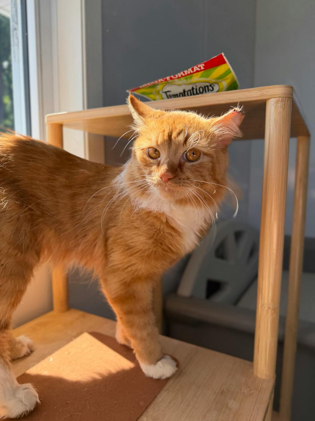 Roger, a 1 year and 6 months old Orange Male Domestic Longhair Cat