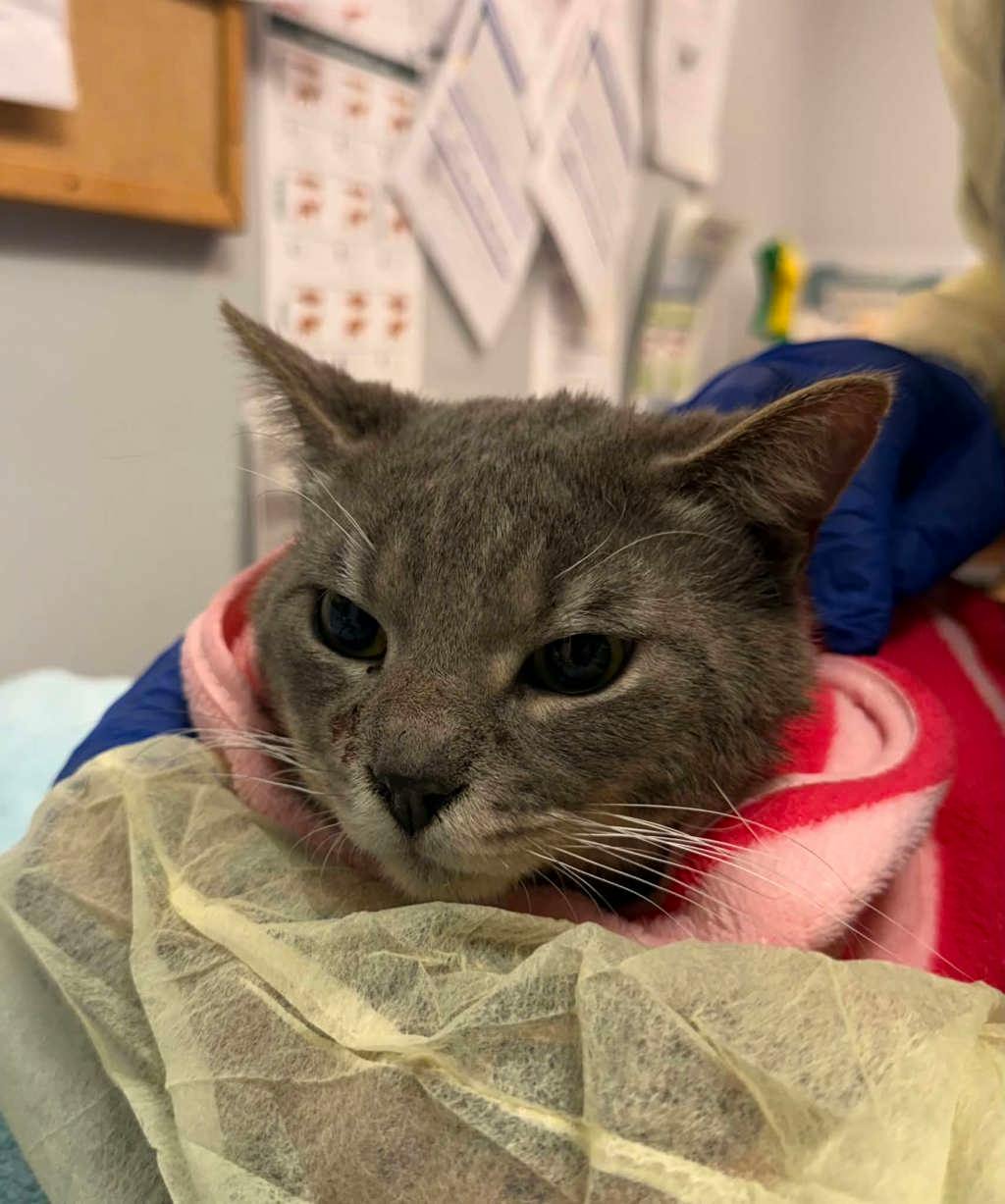 Catsby Image