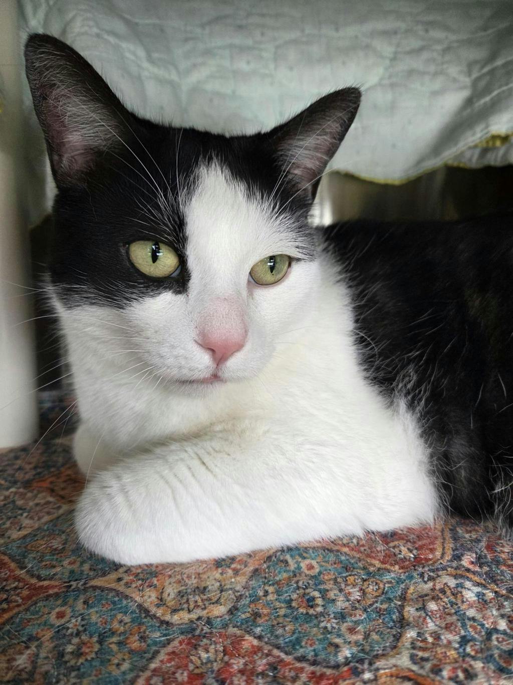 Jack, a 3 years and 6 months old Black Male Domestic Short Hair Cat
