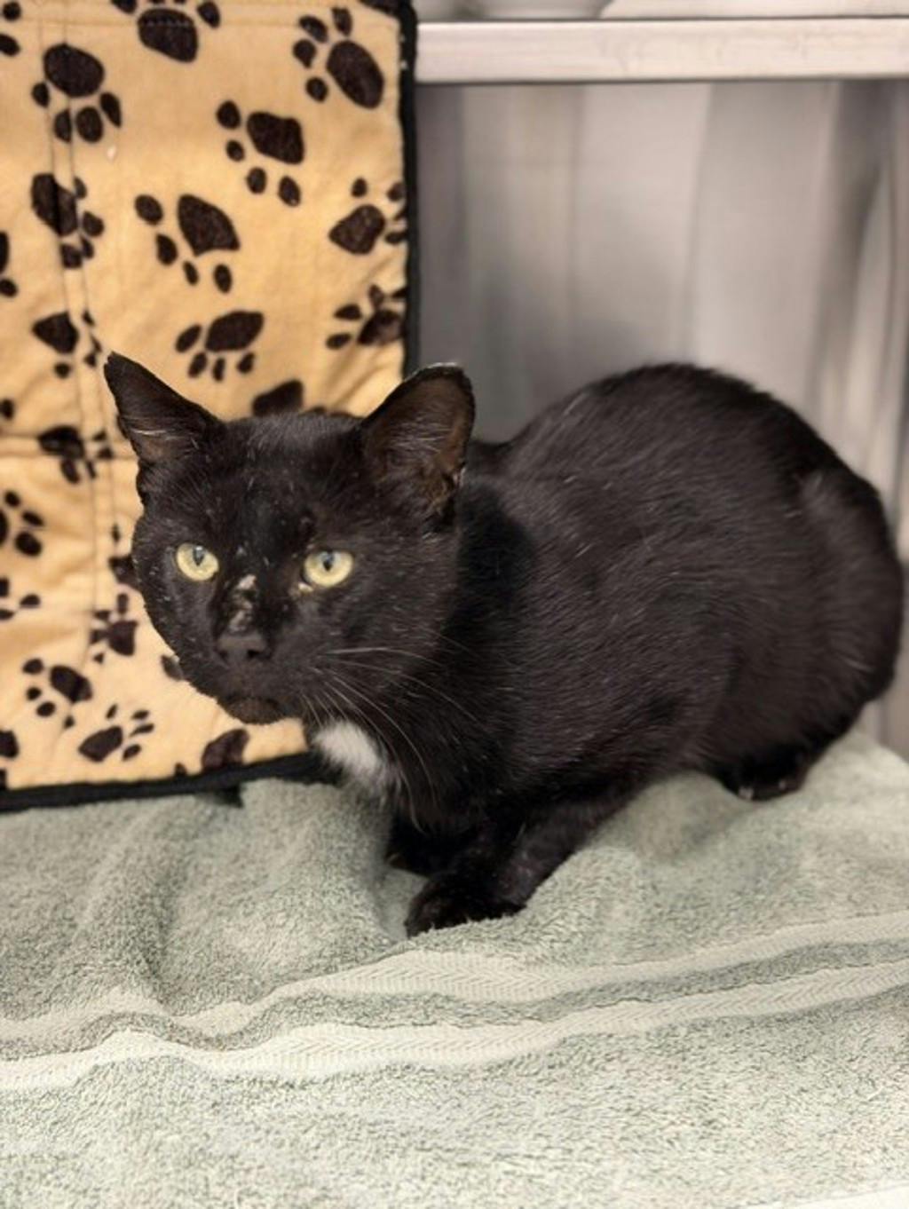 Tabasco, a 2 years and 6 months old Black Male Domestic Short Hair Cat