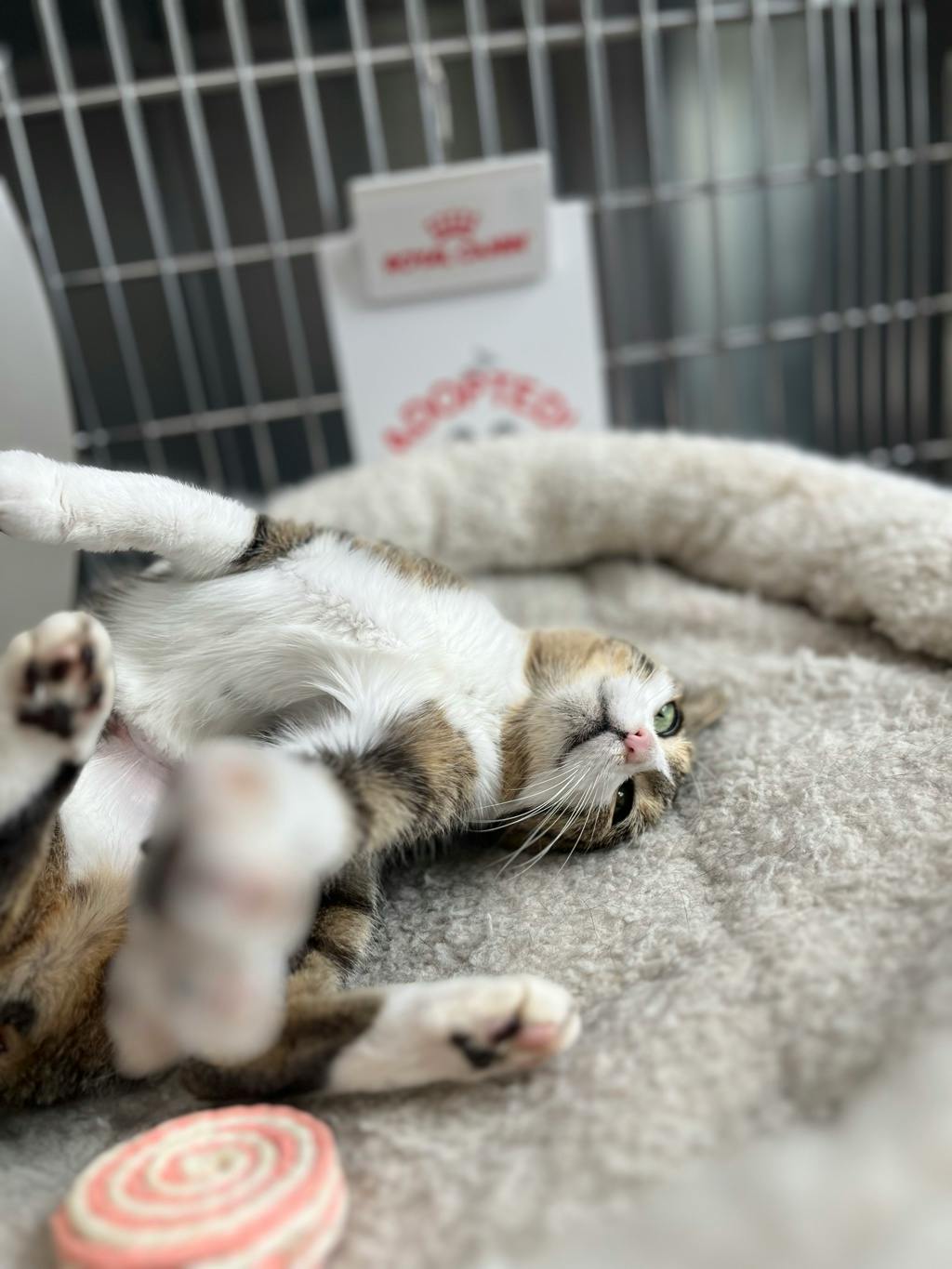 Talula, a 10 years and 1 month old Brown Tabby Female Domestic Short Hair Cat
