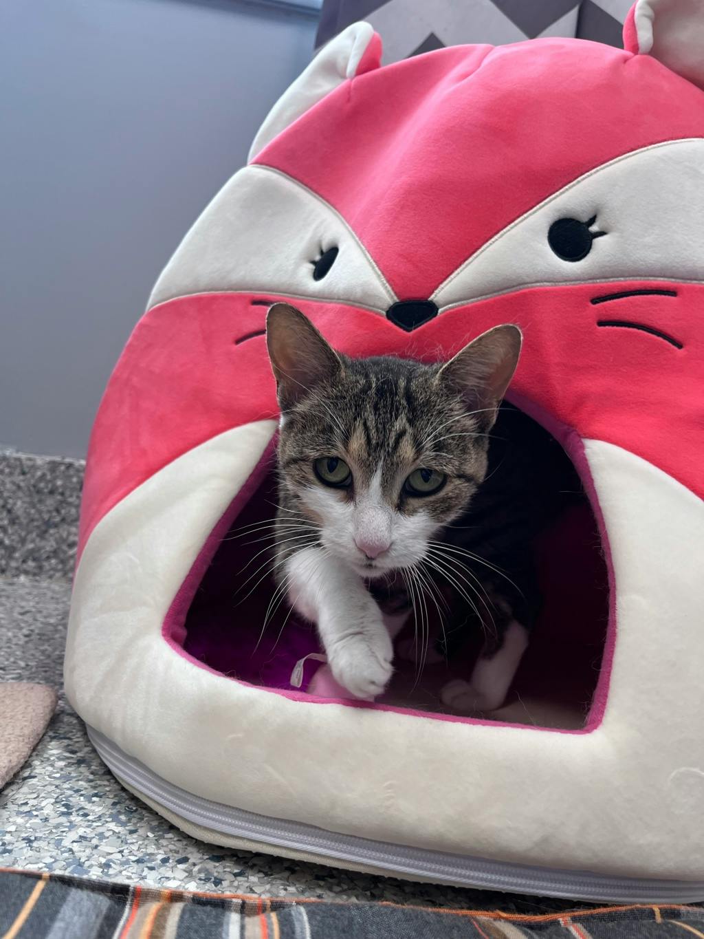 Talula, a 10 years and 1 month old Brown Tabby Female Domestic Short Hair Cat