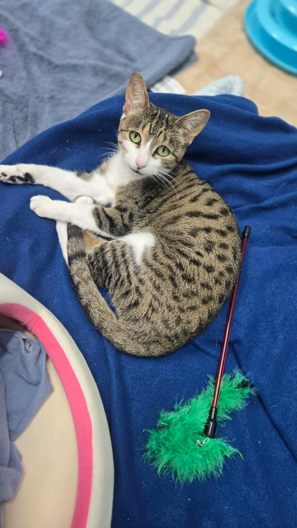 Talula, a 10 years and 1 month old Brown Tabby Female Domestic Short Hair Cat