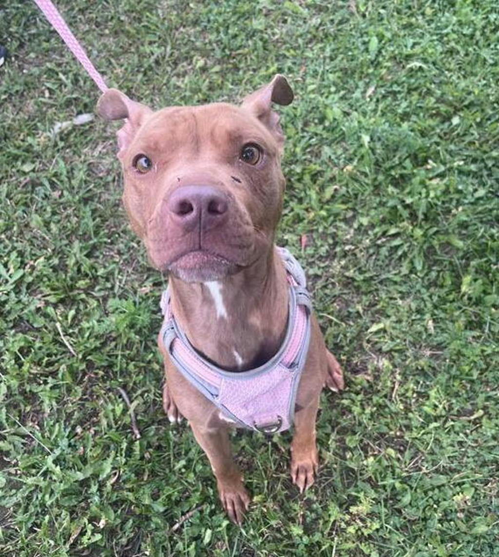 Princess Bubblegum, a 4 years old Red Female American Bulldog Dog