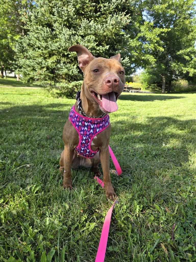 Princess Bubblegum, a 4 years old Red Female American Bulldog Dog