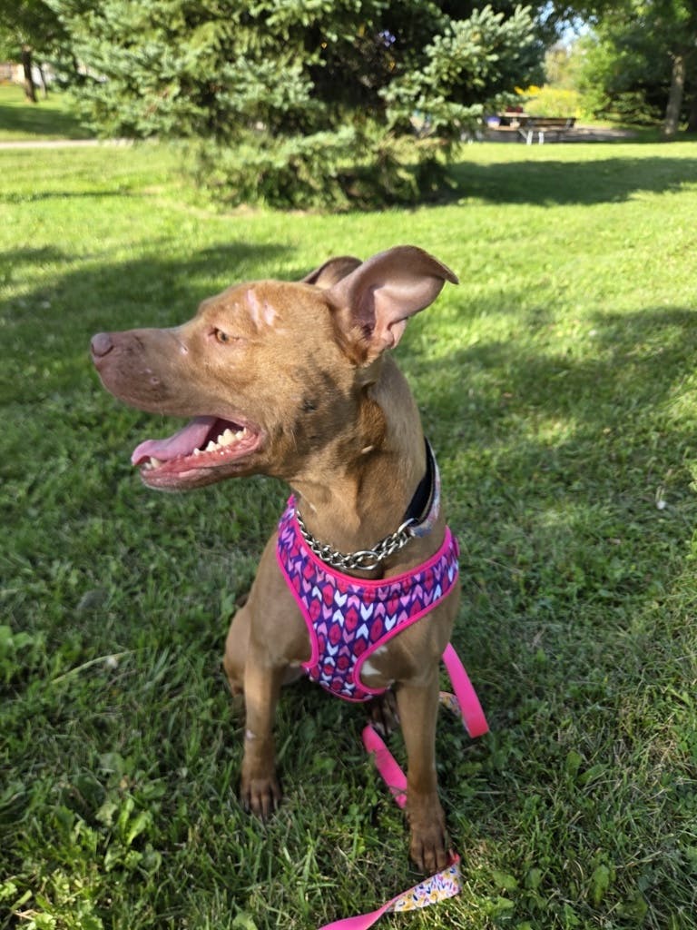 Princess Bubblegum, a 4 years old Red Female American Bulldog Dog