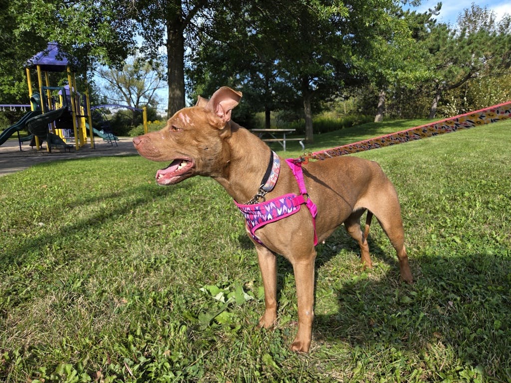 Princess Bubblegum, a 4 years old Red Female American Bulldog Dog