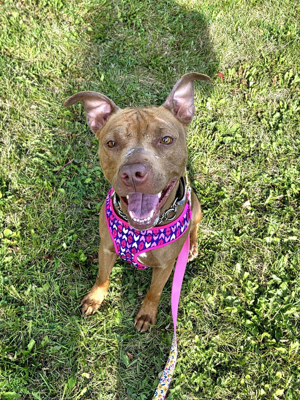 Princess Bubblegum, a 4 years old Red Female American Bulldog Dog