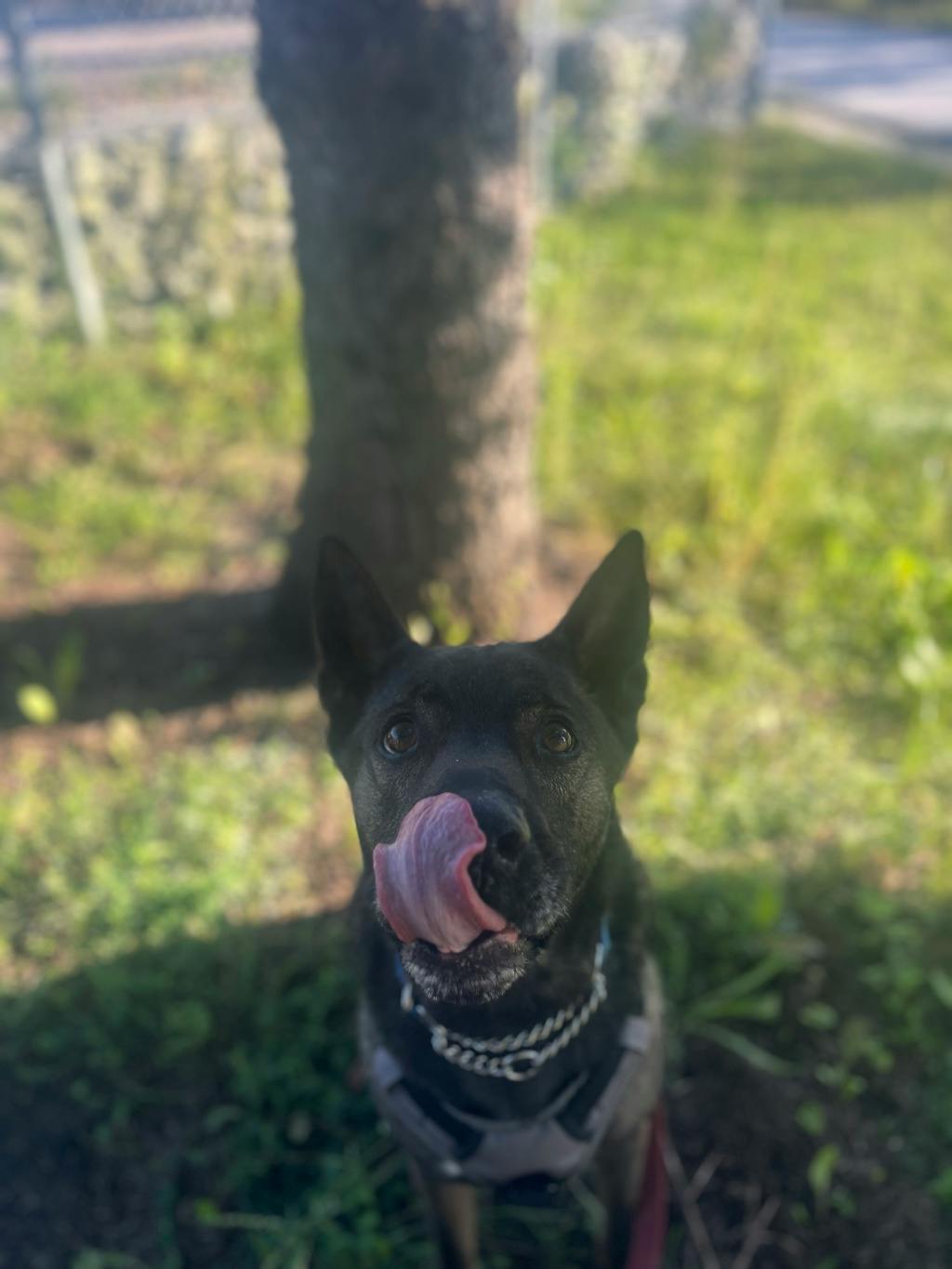 Finn, a 7 years old Brindle Male Shepherd Dog