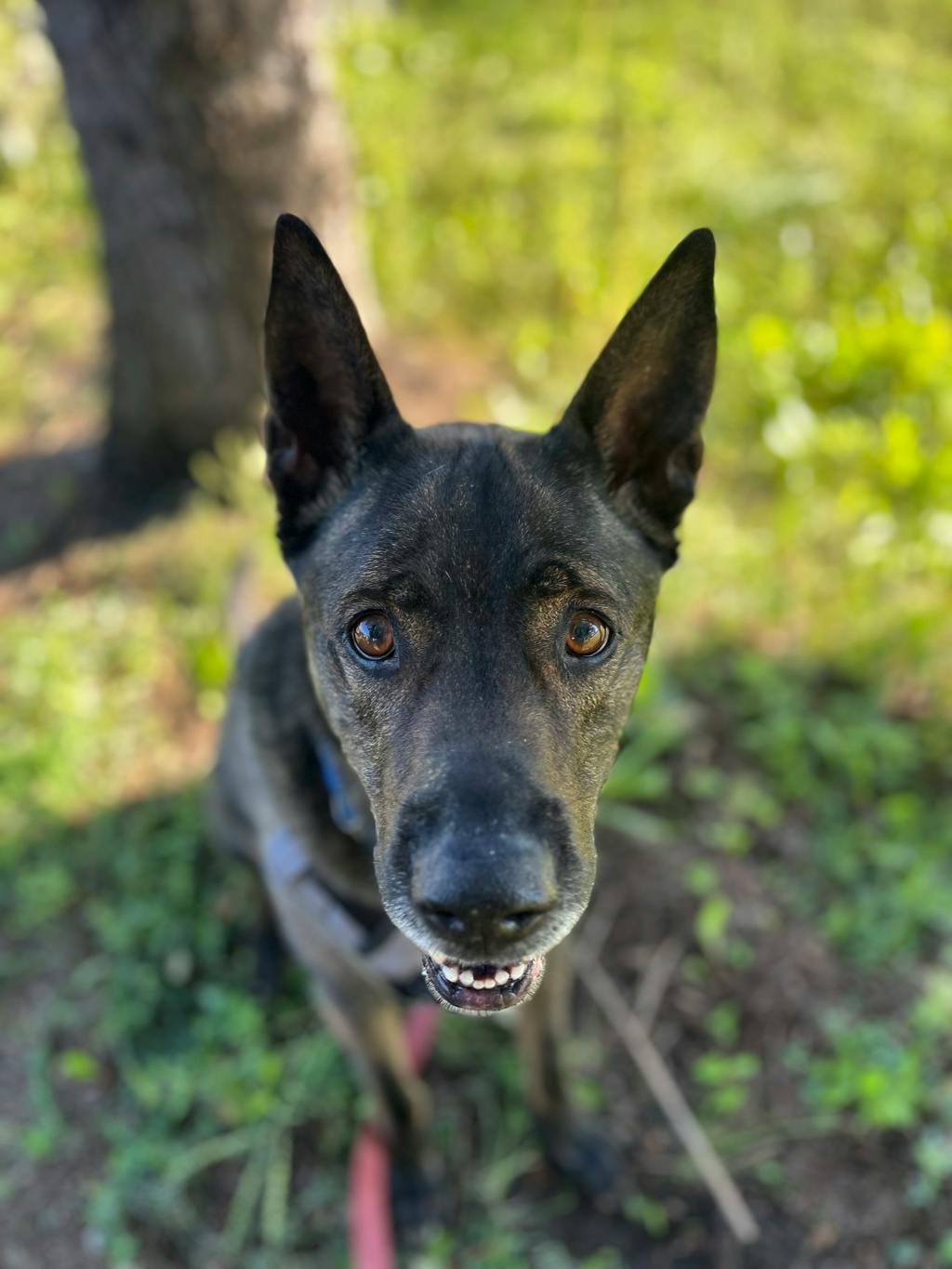 Finn, a 7 years old Brindle Male Shepherd Dog