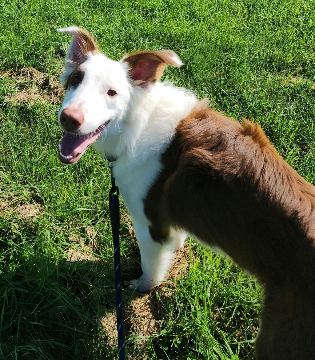 Lenny, a 8 months old White Male Australian Shepherd Dog