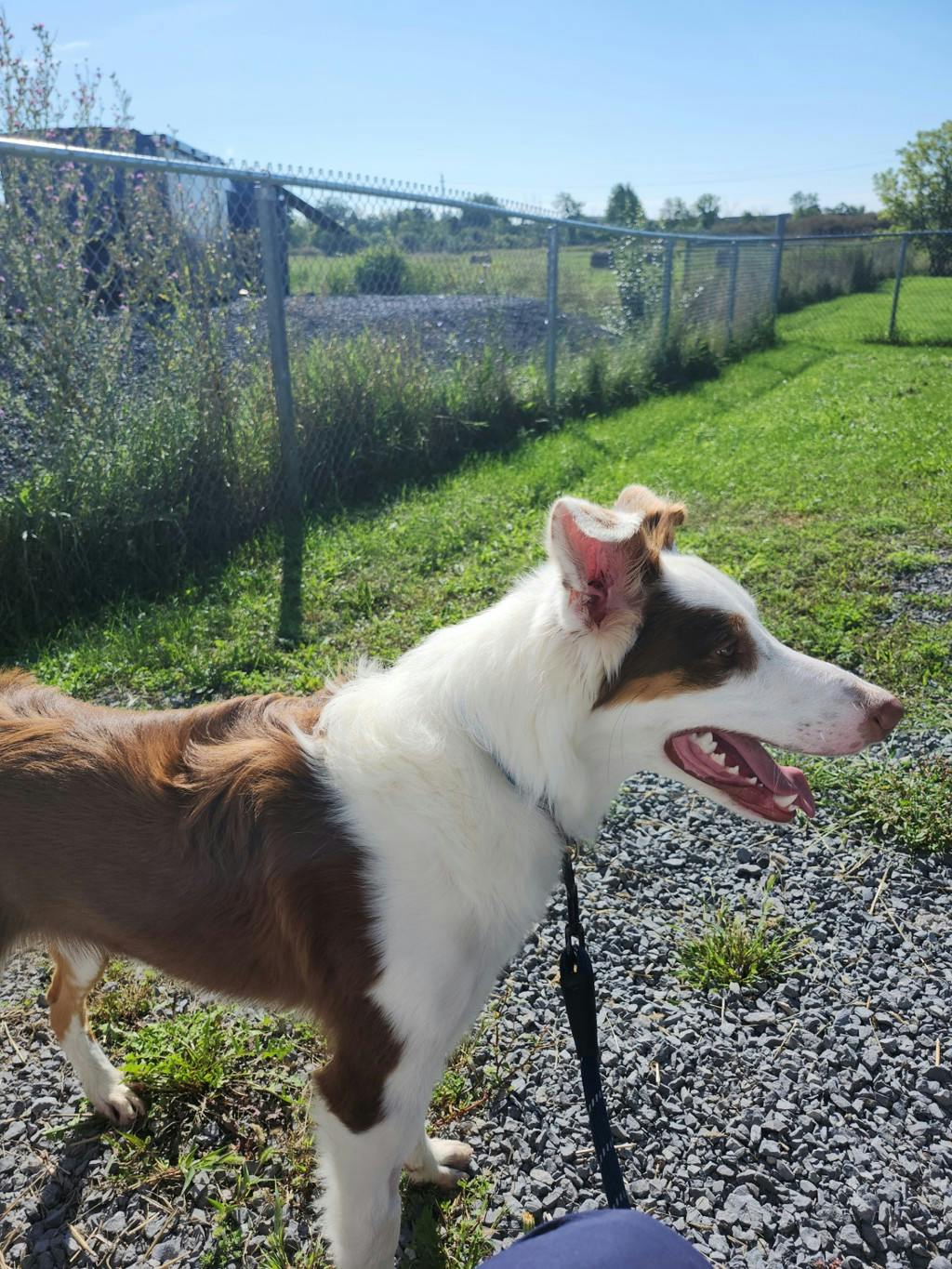Lenny, a 8 months old White Male Australian Shepherd Dog