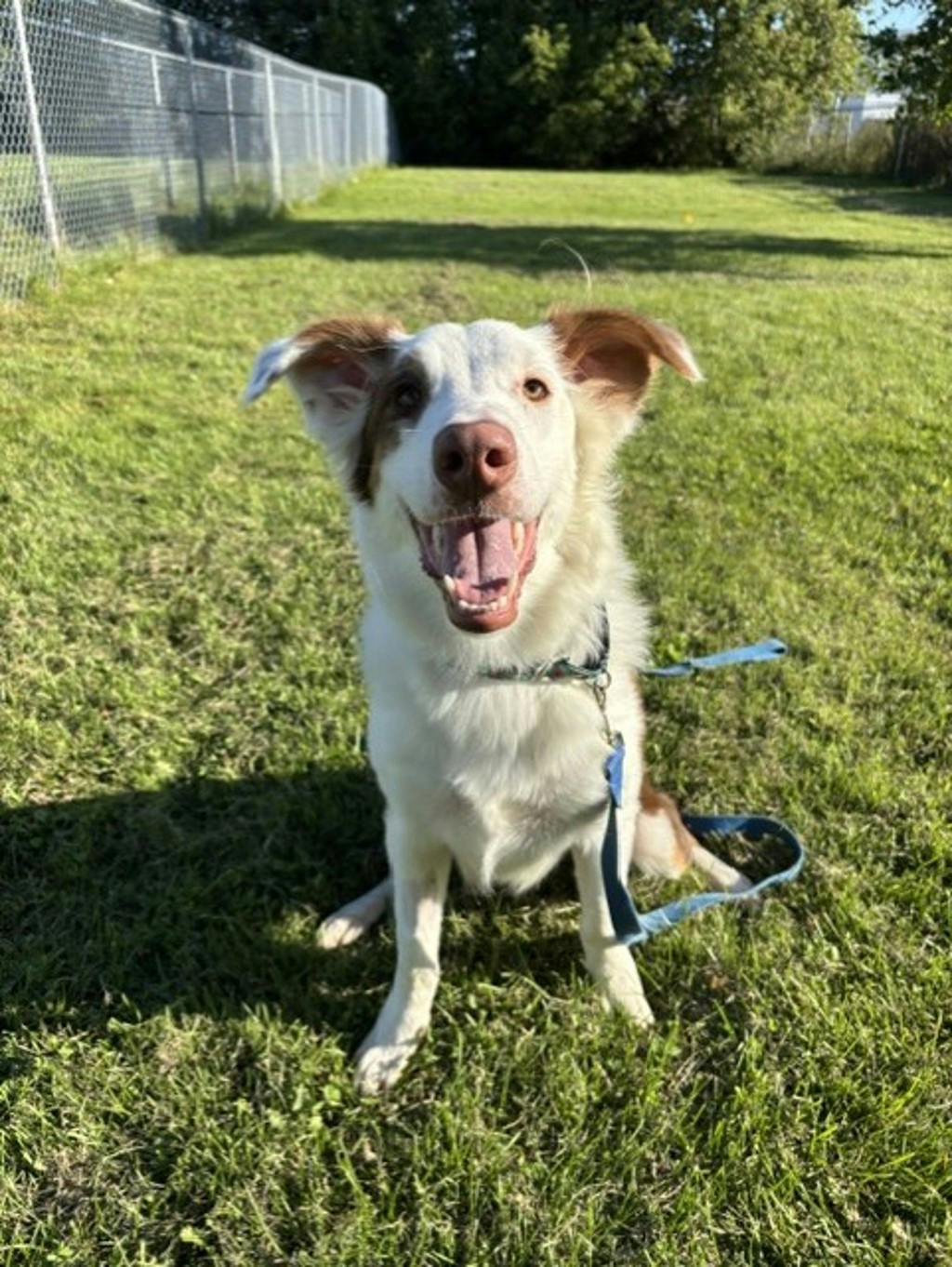 Lenny, a 8 months old White Male Australian Shepherd Dog