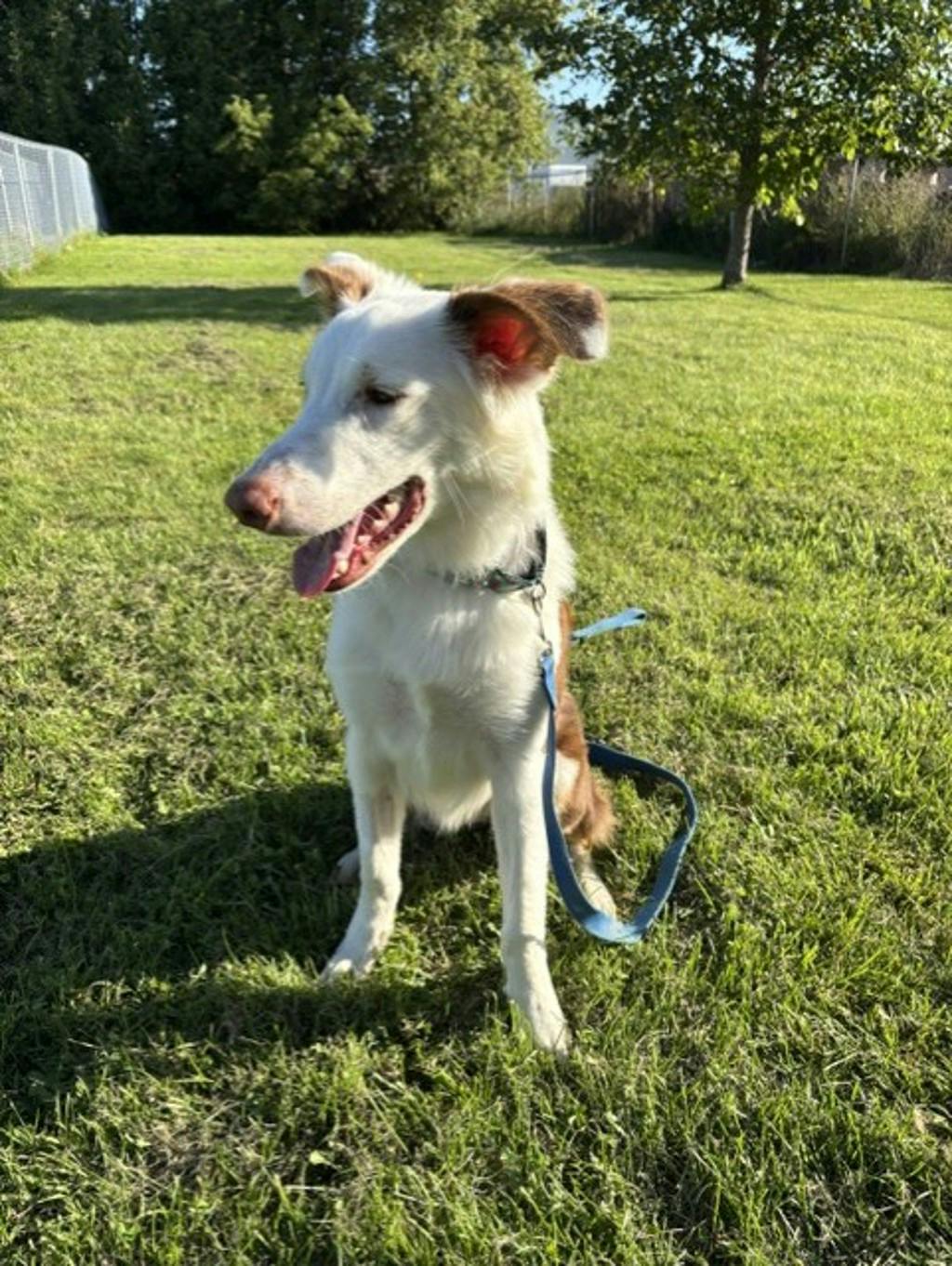 Lenny, a 8 months old White Male Australian Shepherd Dog