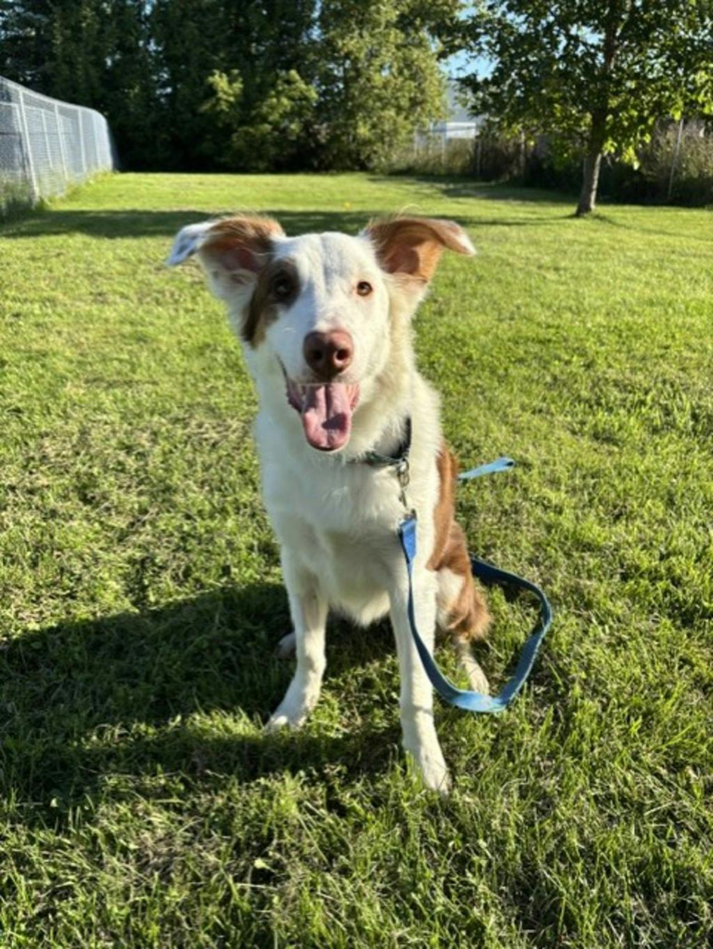 Lenny, a 8 months old White Male Australian Shepherd Dog