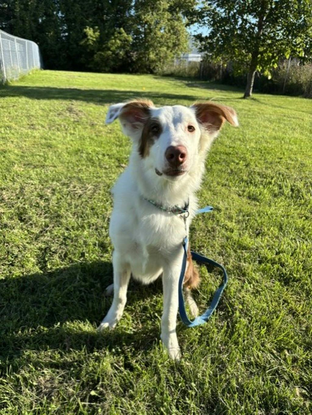 Lenny, a 8 months old White Male Australian Shepherd Dog
