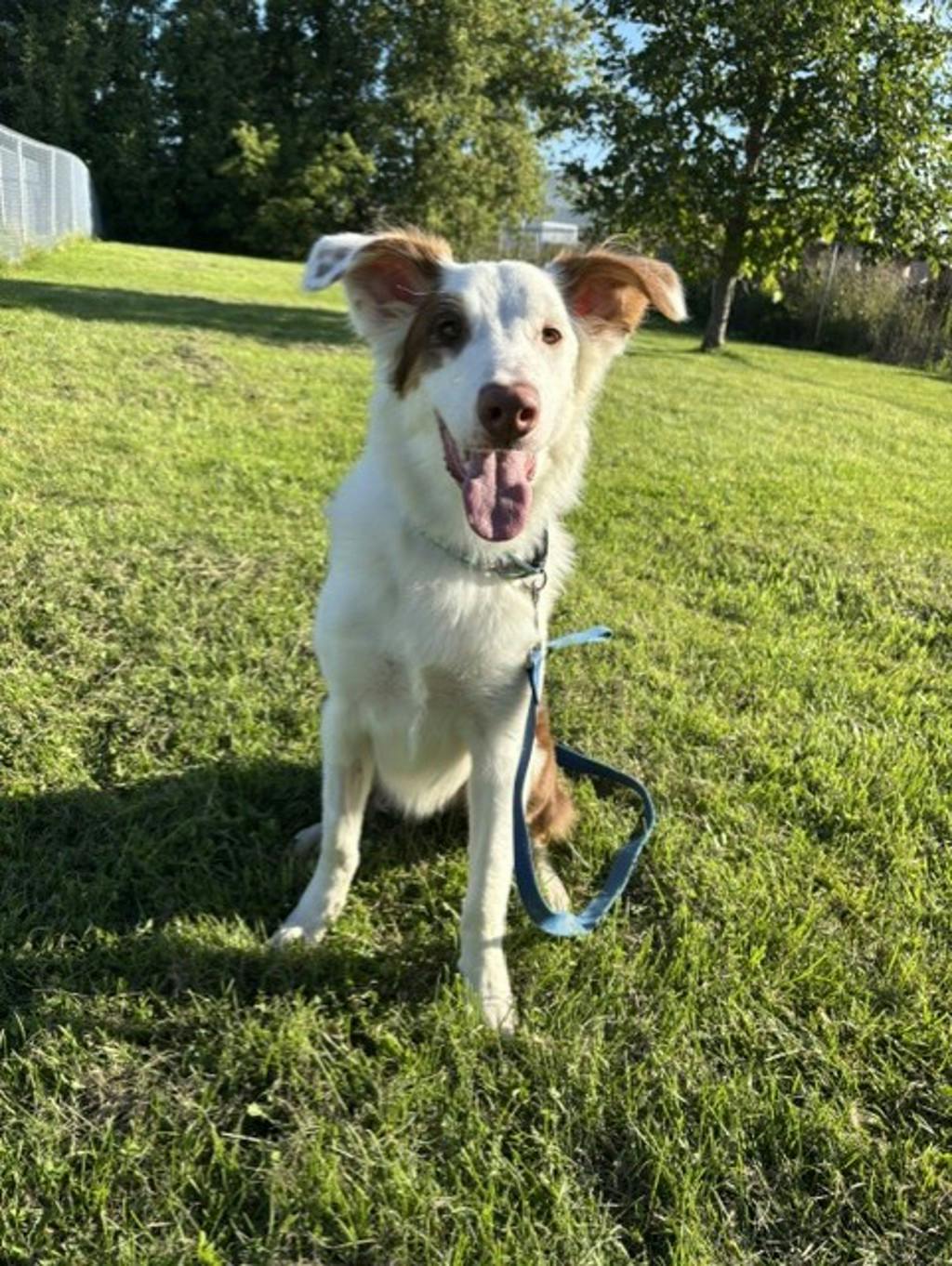 Lenny, a 8 months old White Male Australian Shepherd Dog