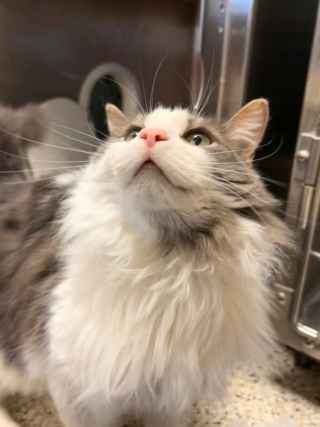 Tinkerbell, a 8 years old White Female Domestic Longhair Cat