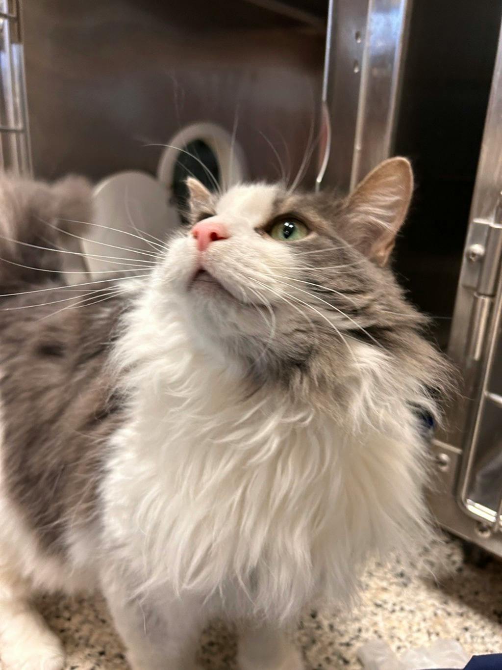 Tinkerbell, a 8 years old White Female Domestic Longhair Cat