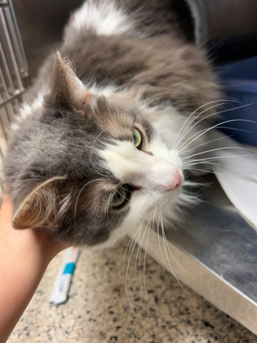 Tinkerbell, a 8 years old White Female Domestic Longhair Cat