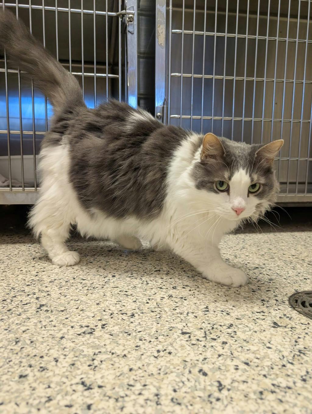 Tinkerbell, a 8 years old White Female Domestic Longhair Cat