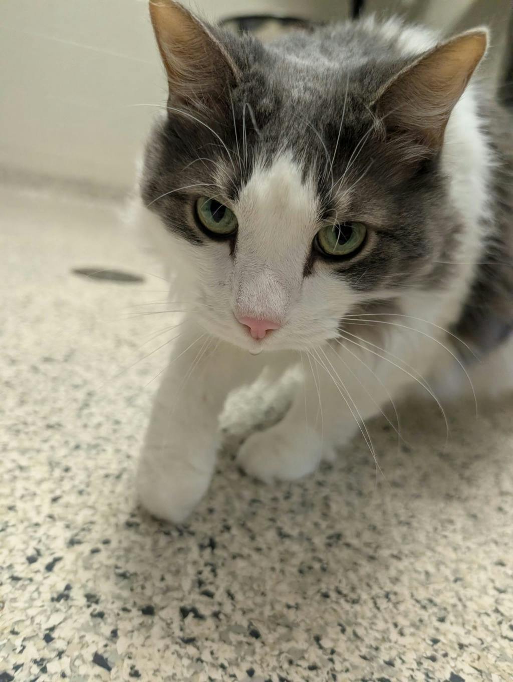Tinkerbell, a 8 years old White Female Domestic Longhair Cat