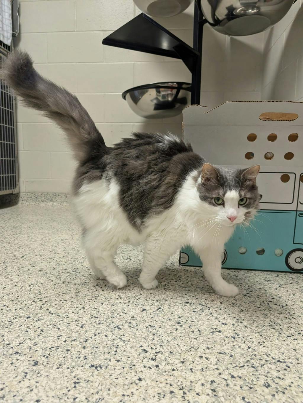 Tinkerbell, a 8 years old White Female Domestic Longhair Cat
