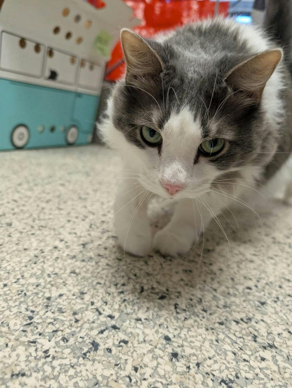Tinkerbell, a 8 years old White Female Domestic Longhair Cat