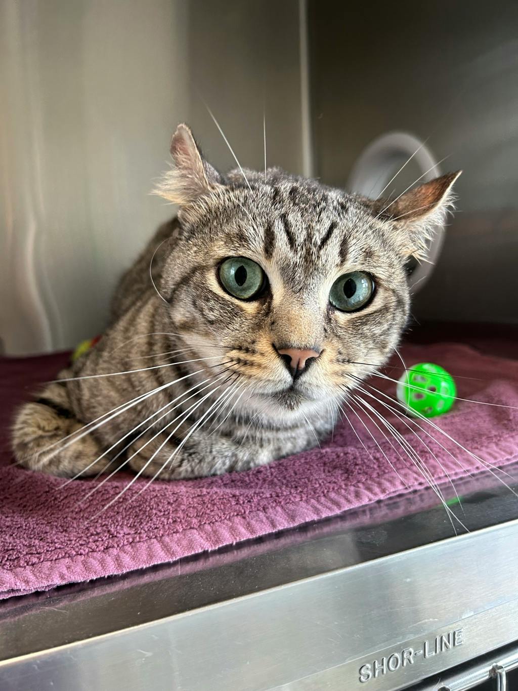 Gilbert, a 3 years old Grey Male Domestic Short Hair Cat