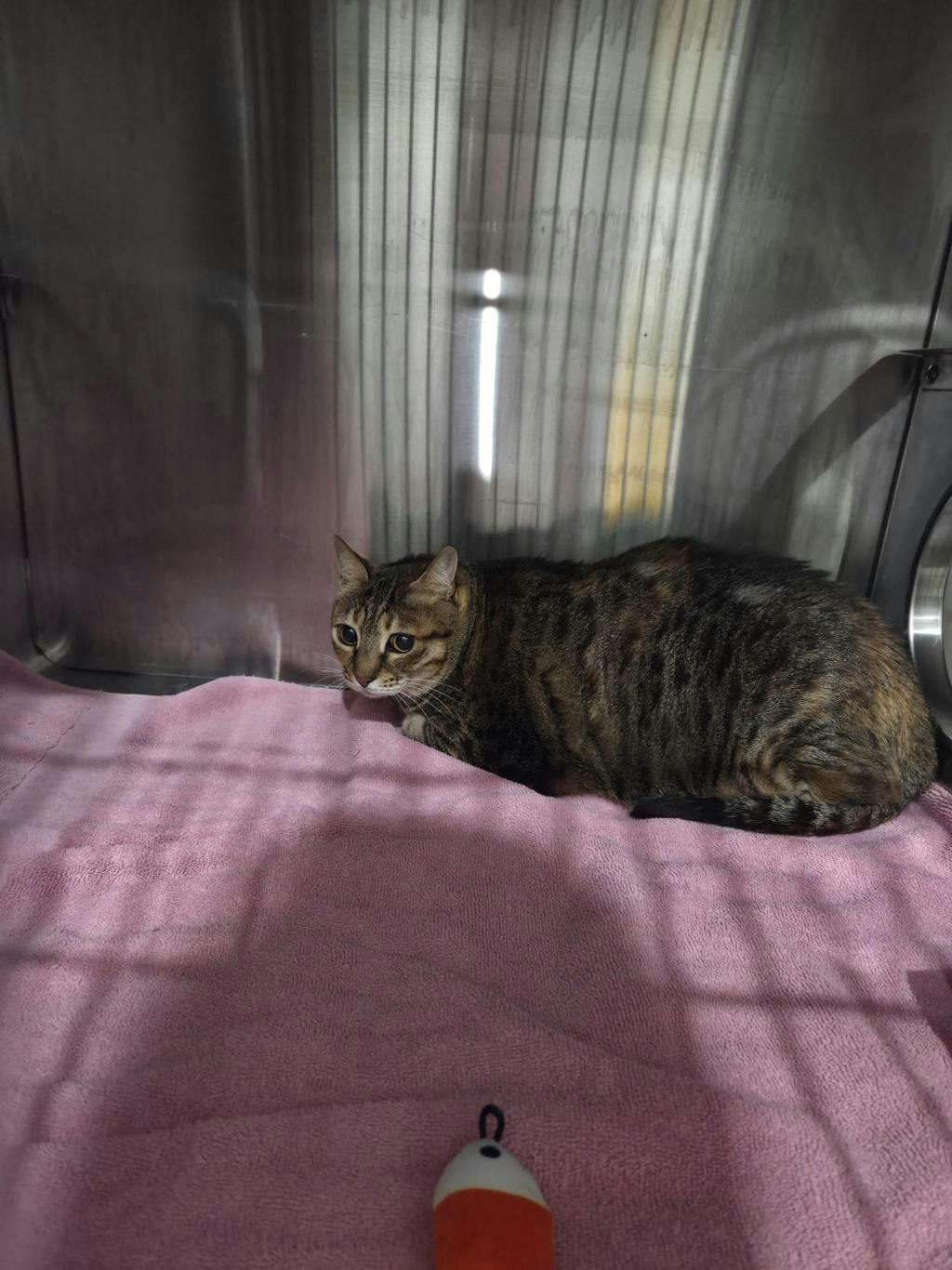 Mia, a 12 years old Brown Tabby Female Domestic Short Hair Cat