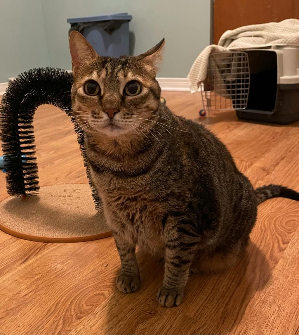 Mia, a 12 years old Brown Tabby Female Domestic Short Hair Cat