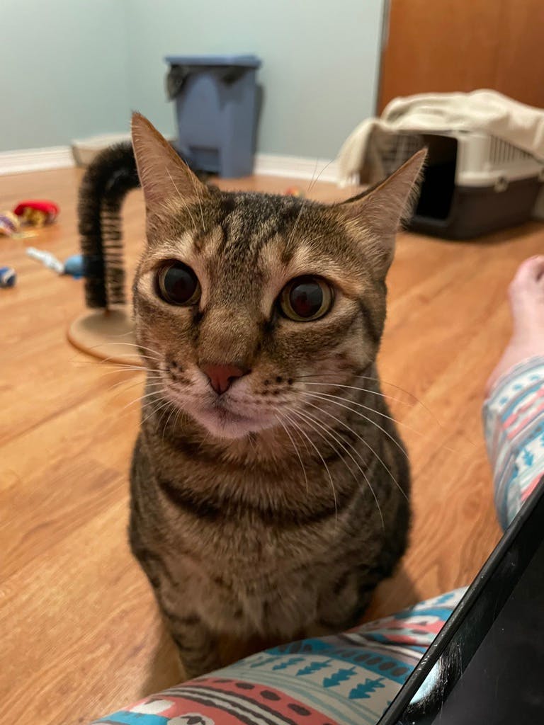 Mia, a 12 years old Brown Tabby Female Domestic Short Hair Cat