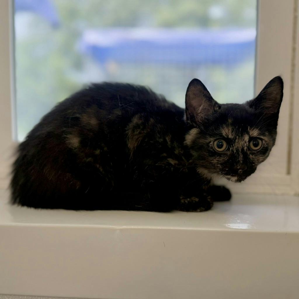Fuzzy Wuzzy Image