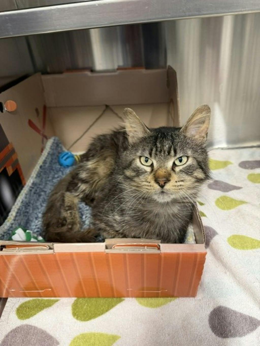 Velcro, a 2 years old Brown Tabby Male Domestic Longhair Cat