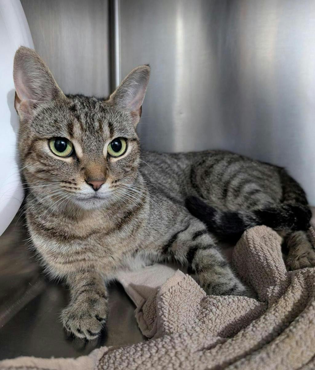 White Stripes, a 2 years and 6 months old Brown Tabby Female Domestic Short Hair Cat