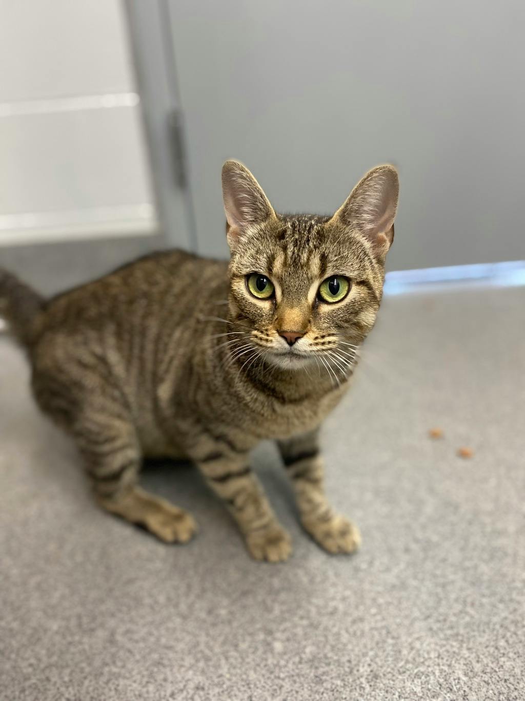 White Stripes, a 2 years and 6 months old Brown Tabby Female Domestic Short Hair Cat