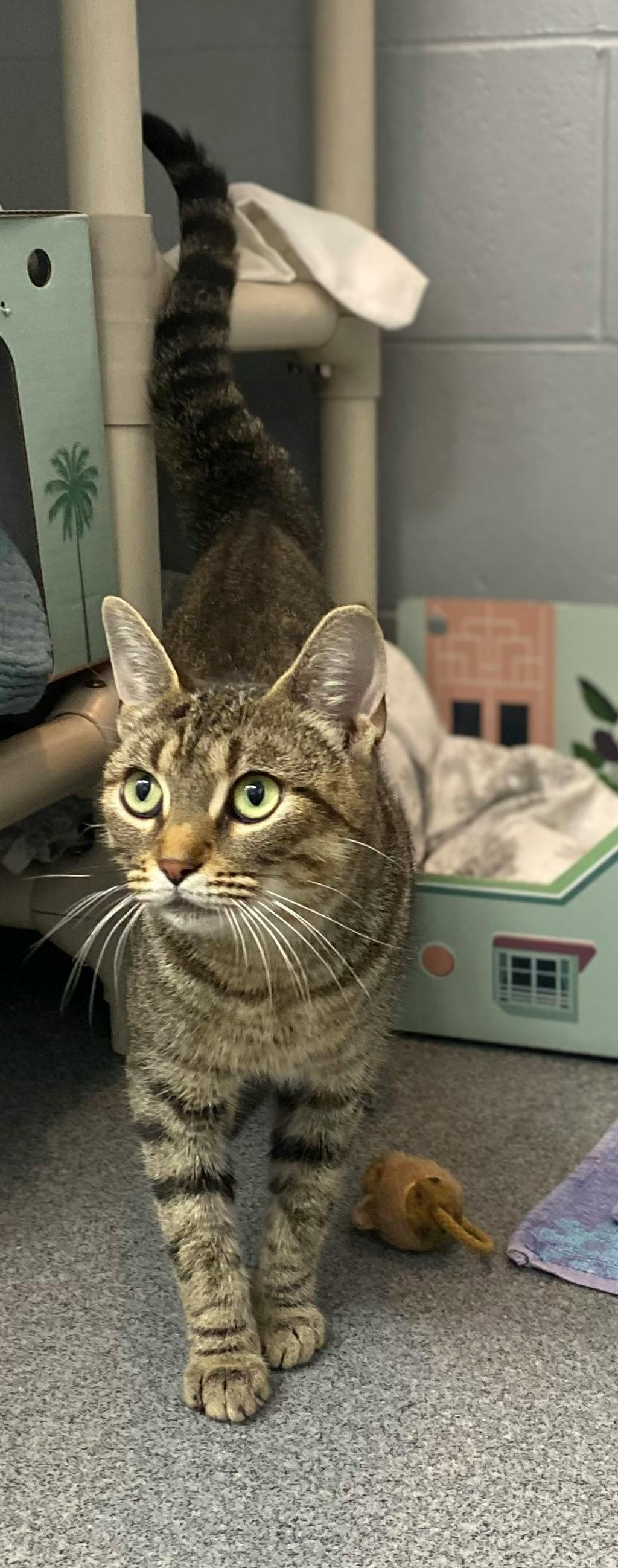 White Stripes, a 2 years and 6 months old Brown Tabby Female Domestic Short Hair Cat