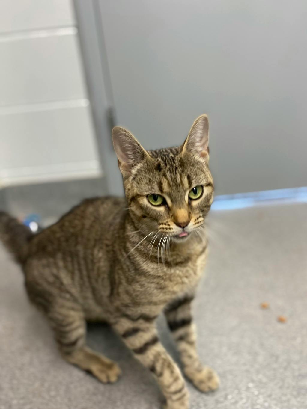 White Stripes, a 2 years and 6 months old Brown Tabby Female Domestic Short Hair Cat