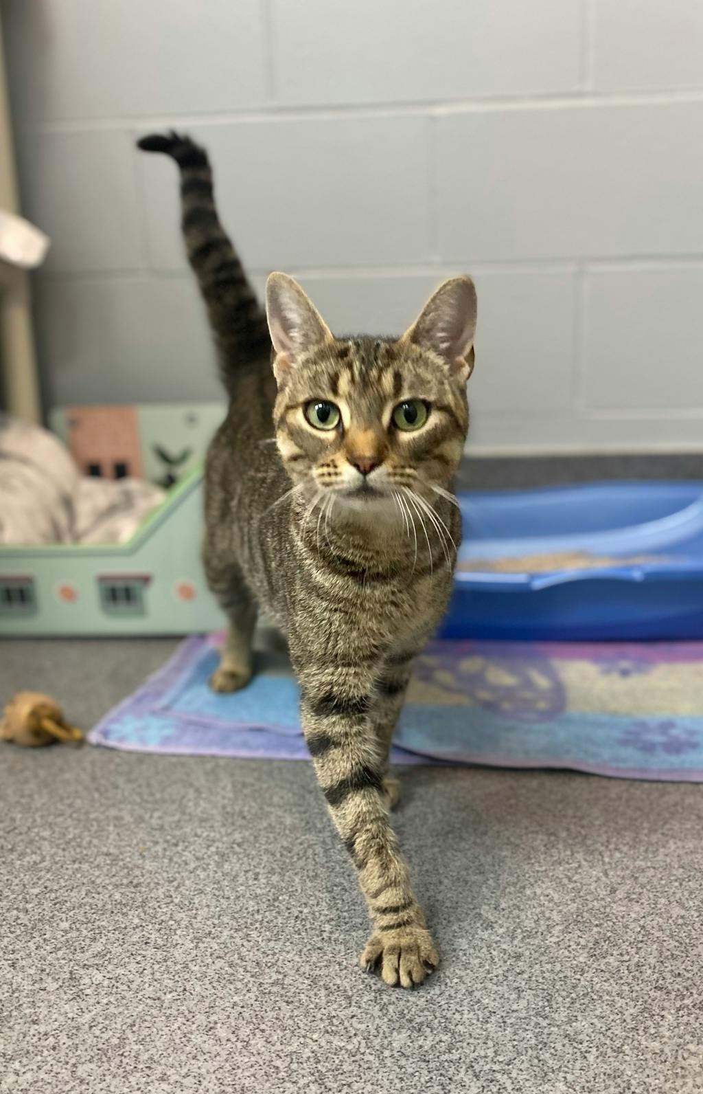 White Stripes, a 2 years and 6 months old Brown Tabby Female Domestic Short Hair Cat