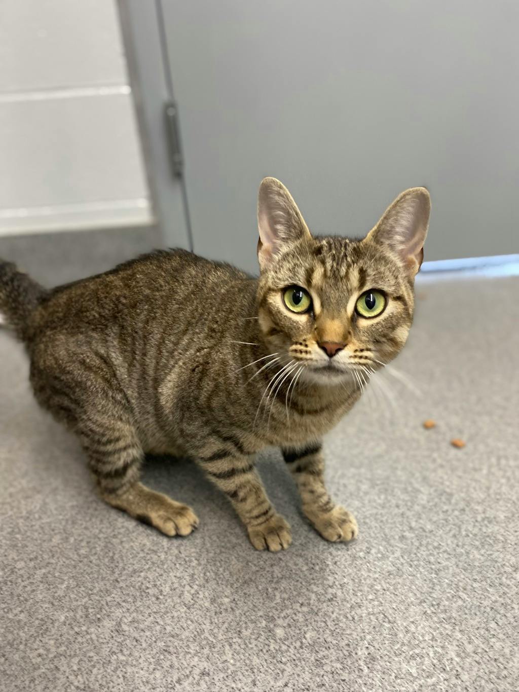 White Stripes, a 2 years and 6 months old Brown Tabby Female Domestic Short Hair Cat